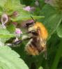 Bombus pascuorum floralis